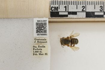 Media type: image;   Entomology 788881 Aspect: Labels